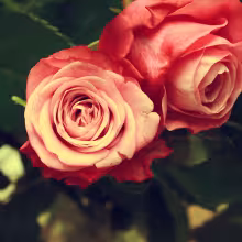 Profile picture for user tif.eret