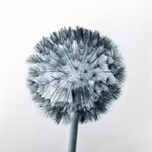 Profile picture for user Kirsten